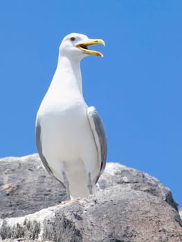 Close-up of a seagull sitting on the rock
