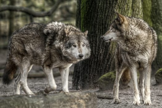 The Wolf (Canis lupus)