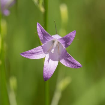 Close-up of a bluebell blossom,blurred background