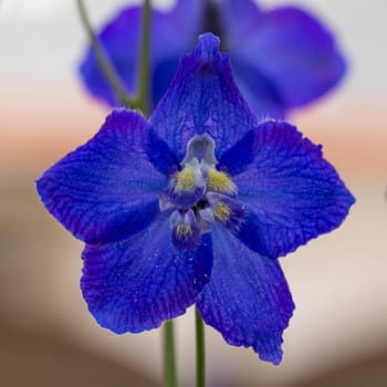 Close-up of a larkspur flower,blurred background