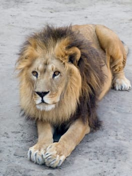 Close-up portrait of a lion lying on the ground