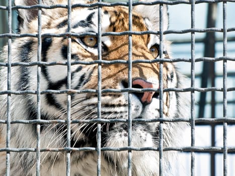 Royal tiger behind bars