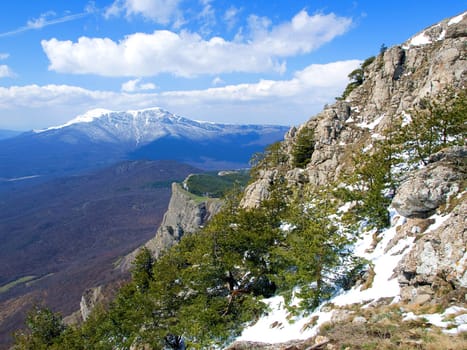 rocky mountains covered with forest and snow