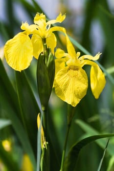 Yellow Iris, Yellow Flag or Iris pseudacorus at the waterside in summer