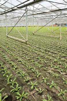 Overview new planting of young Andive plants in glasshouse in summer - vertical