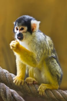 Squirrel- or Skull monkey sitting on rope