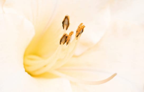 Close up daylily flower stamen with noise added
