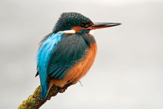 Kingfisher in winter