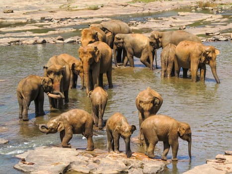 A herd of Asian elephants takes a break in a river in Sri Lanka.