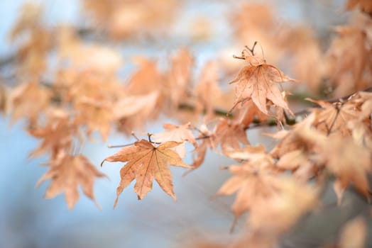 Dry maple leaves on tree
