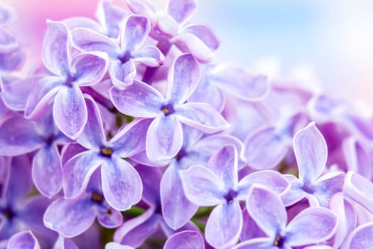 Blooming lilac flowers. Abstract background. Macro photo.