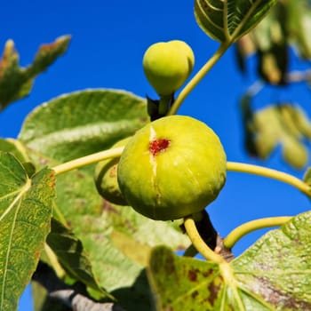 Ripe fig on the tree