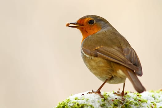 The Robin - Erithacus rubecula