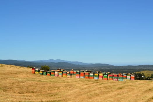 Rural wooden beehives on hilltop on the island of Chiloe, Chile, South America