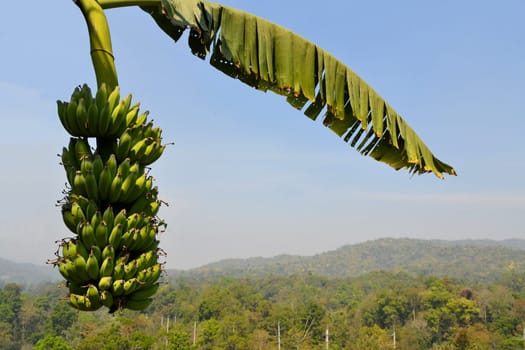 A bunch of bananas hanging from a banana tree in Thailand.