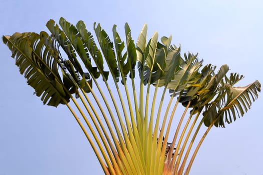 looking at a huge tropical plant seen against the blue sky