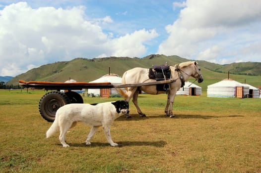Farm animals dog and horse in the Mongolian steppe in front of traditional yurts.