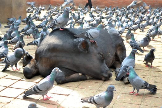 Holy cows and pigeons in Durbar Square, Kathmandu,Nepal