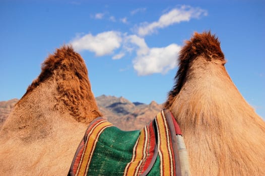 Looking through the humps of a Bactrian camel in the steppes of Mongolia, near Gobi desert