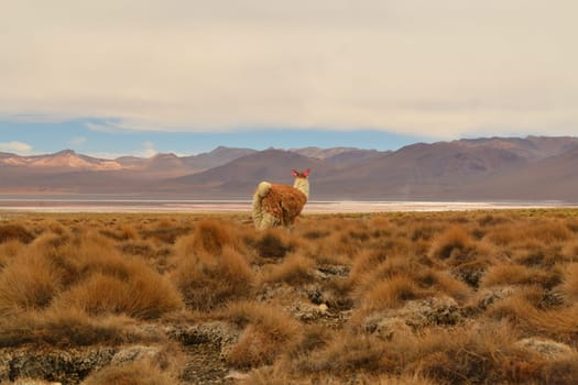 Vicuna/Lama looking into the empty grassland of the Andes, Bolivia