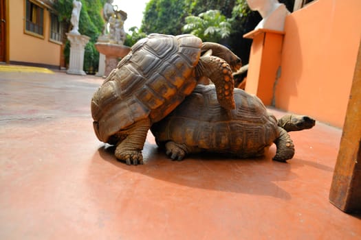 2 turtles are copulating during while mating