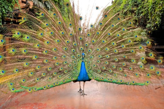 A proud green beautiful peacock showing its splendid colorful feathers