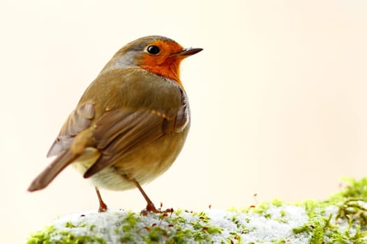 The Robin - Erithacus rubecula