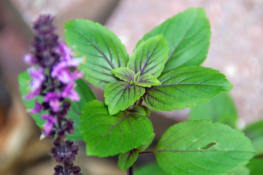 Close up of fresh basil growing with flowers.