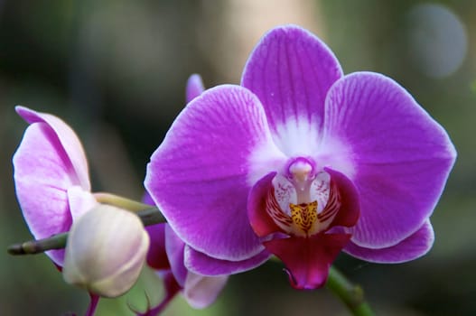 Looking straight on at a sexy purple orchid flower in full bloom.