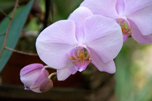 Colorful pink orchids in bloom on stem.