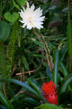Night blooming cereus cactus in bloom showing large white flower and bromeliad with red flower.