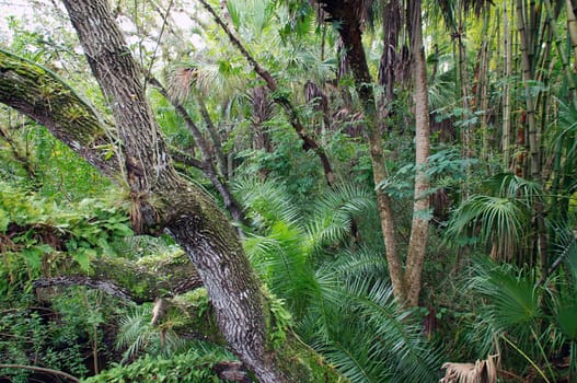 View of tropical forest with a variety of plants and trees in tropical south florida.