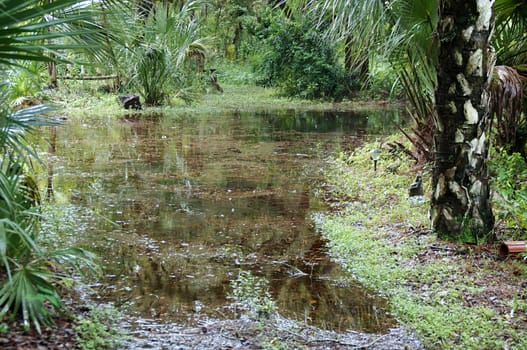 Tropical area of south florida, flooded after rains.
