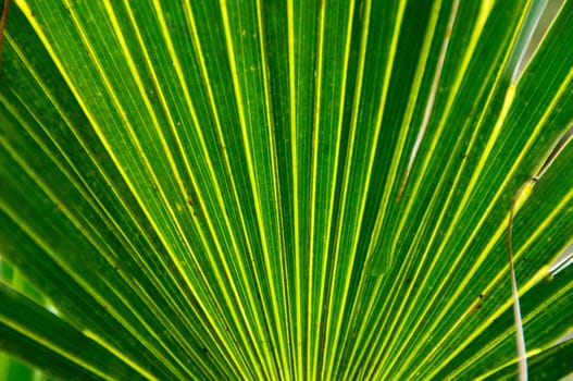 A large palm leaf frond is backlit from the sun, fan shaped design.