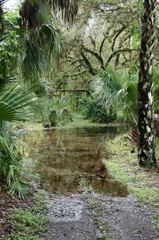 Tropical area of south florida, flooded after rains.