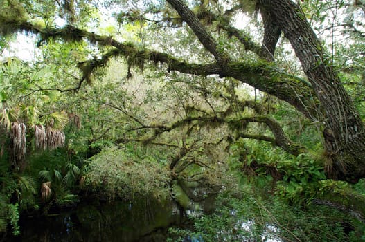 Looking across an overgrown swampy river in tropical south florida, oak trees are covered with resurrection ferns.