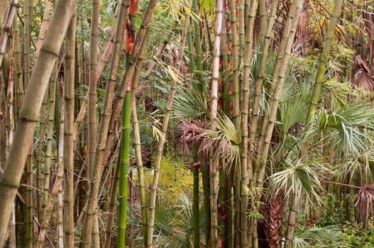 Looking down on a section of tall bamboo trees growing with palm trees in tropical florida.