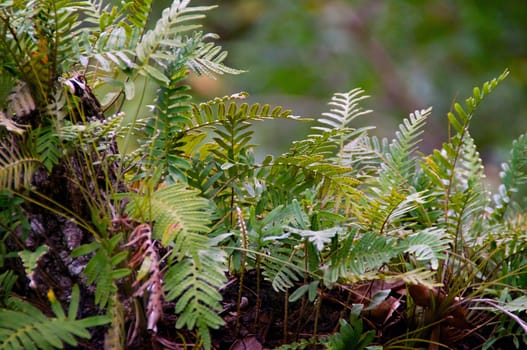 Resurrection ferns on an oak tree limb, coming back to life after a rain storm.