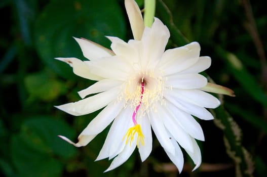 Night blooming cereus cactus in bloom showing large white flower.
