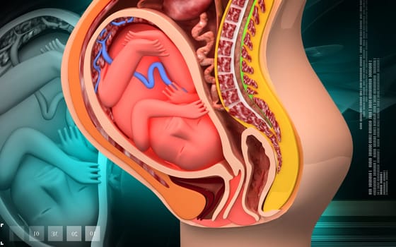 Digital illustration of Pregnant anatomy with fetus in colour background