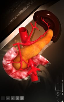 Digital illustration of pancreas and spleen in colour background