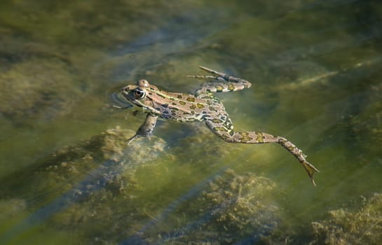 Small frog swimming and hunting long the river course