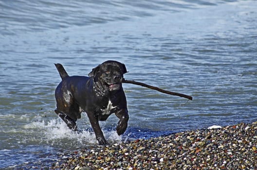 Dog playing on the beach after swimming