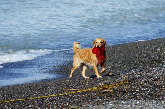 Dog playing on the beach after swimming