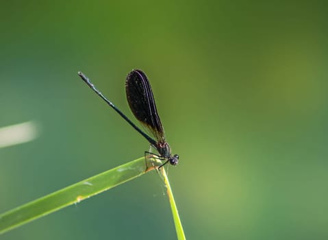 Dragonfly resting on a grass leaf