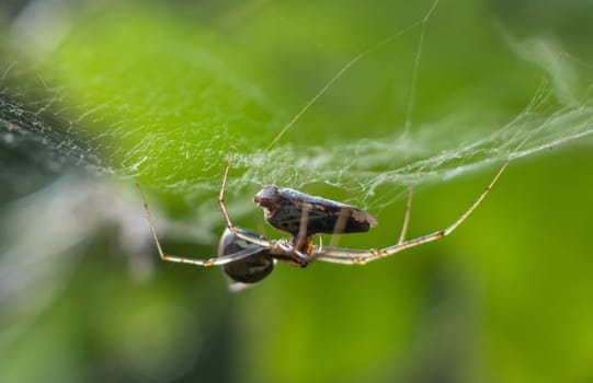 Spider while killing a Cycadella Viridis fallen in his net