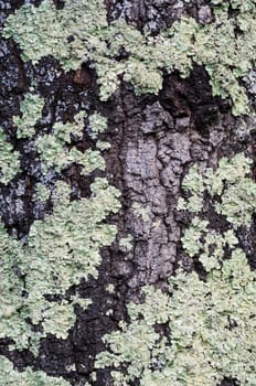White musk over the surface of quercus ilex tree