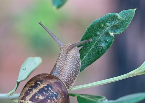 Snail considering to taste an olive tree leaf