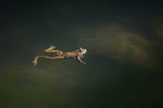 Small frog swimming and hunting long the river course