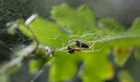 Spider while killing a Cycadella Viridis fallen in his net